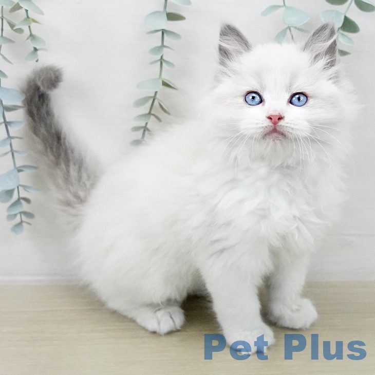 埼玉県のラグドール (ペットプラス 川口店/2025年10月3日生まれ/男の子/ブルーポイントバイカラー)の子猫の2枚目の画像