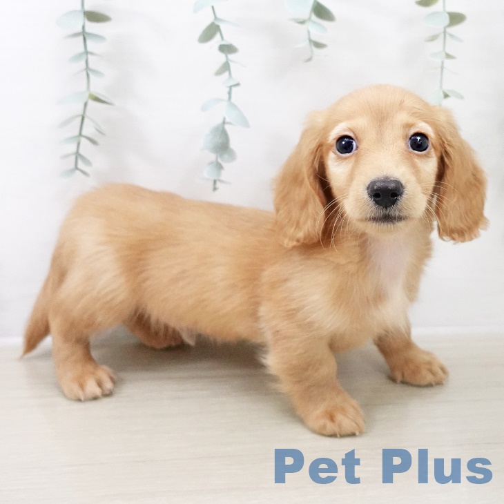 岩手県のミニチュアダックスフンド(ロング) (ペットプラス 盛岡南店/2025年10月1日生まれ/男の子/ゴールド)の子犬