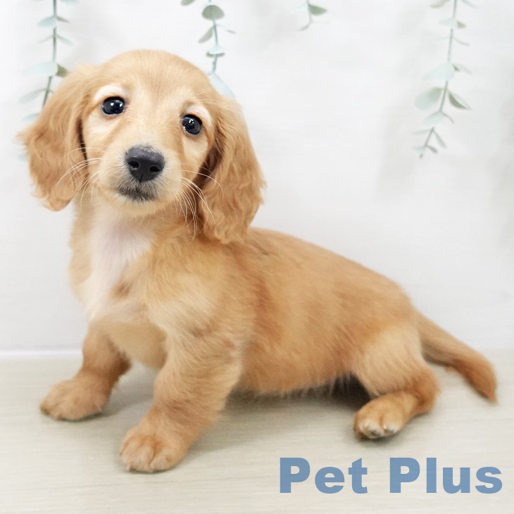 ミニチュア・ダックスフンド