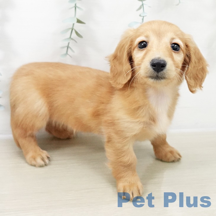 ミニチュア・ダックスフンド