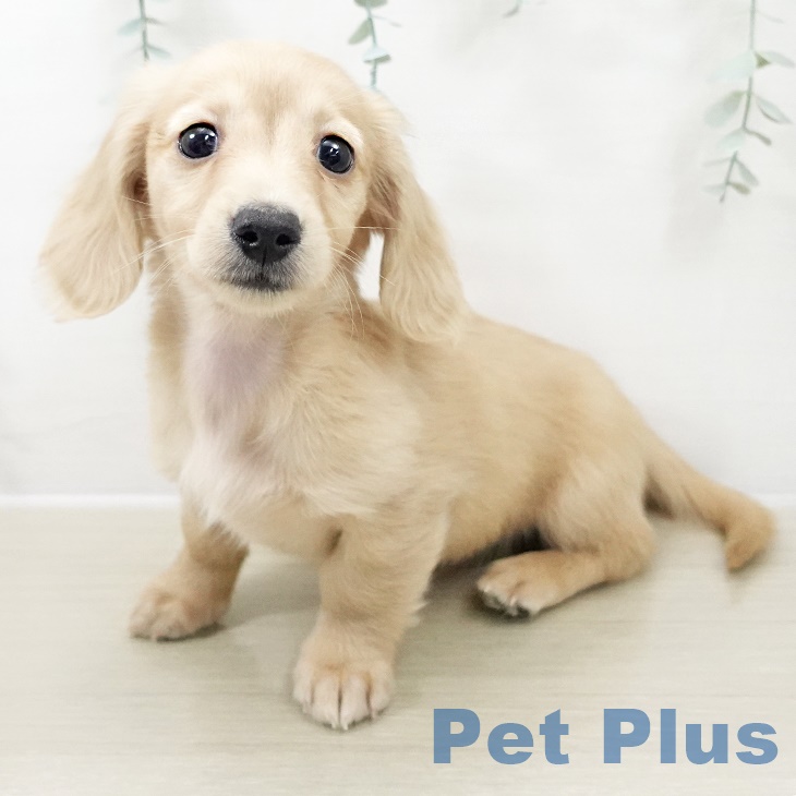 埼玉県のミニチュアダックスフンド(ロング) (ペッツワン 吉川美南店/2025年10月1日生まれ/女の子/イエロー)の子犬の1枚目の画像