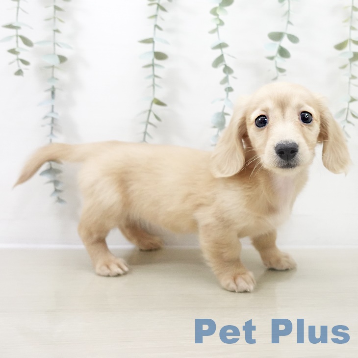 埼玉県のミニチュアダックスフンド(ロング) (ペッツワン 吉川美南店/2025年10月1日生まれ/女の子/イエロー)の子犬の2枚目の画像