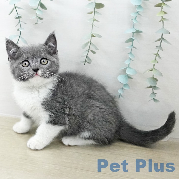 ブリティッシュショートヘア