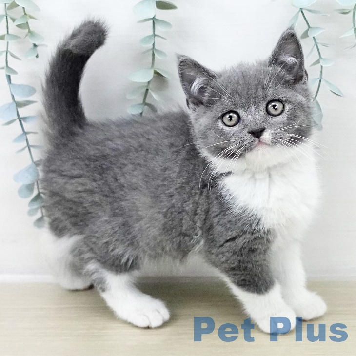 ブリティッシュショートヘア