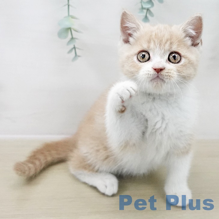 ブリティッシュショートヘア