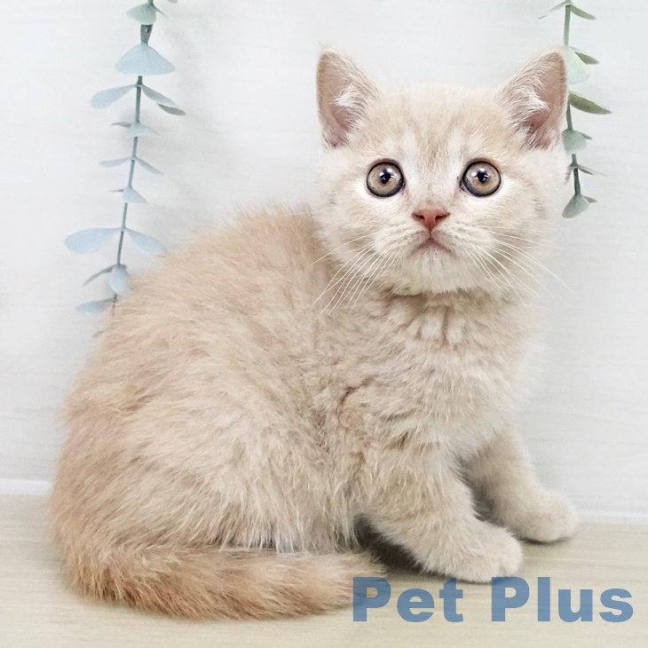 ブリティッシュショートヘア