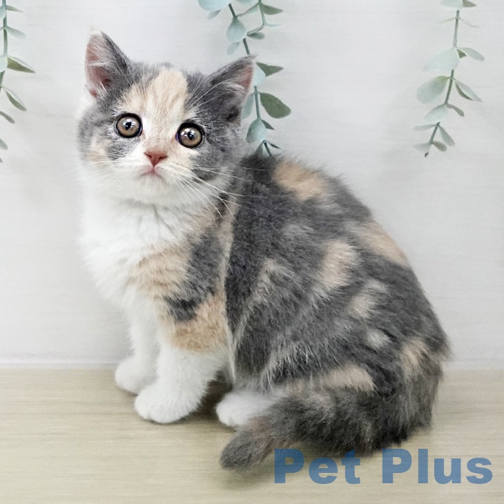 ブリティッシュショートヘア