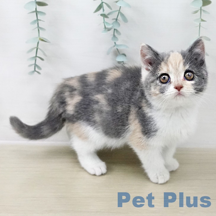 ブリティッシュショートヘア