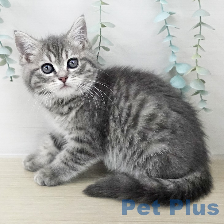 埼玉県のマンチカン (ペットプラス コクーンシティ店/2025年9月26日生まれ/女の子/ブルータビー)の子猫の1枚目の画像