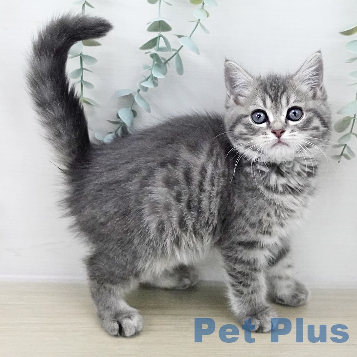 埼玉県のマンチカン (ペットプラス コクーンシティ店/2025年9月26日生まれ/女の子/ブルータビー)の子猫の2枚目の画像