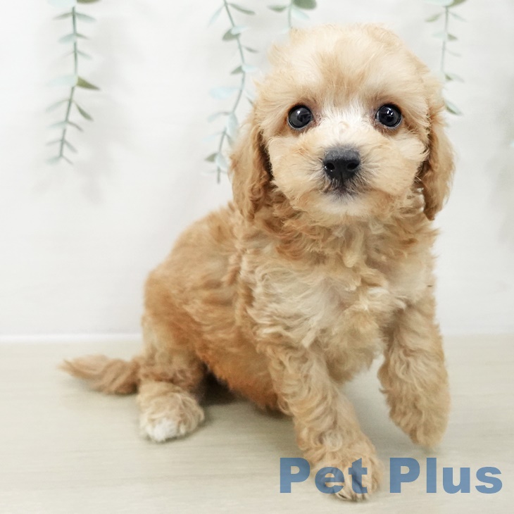 トイ・プードル