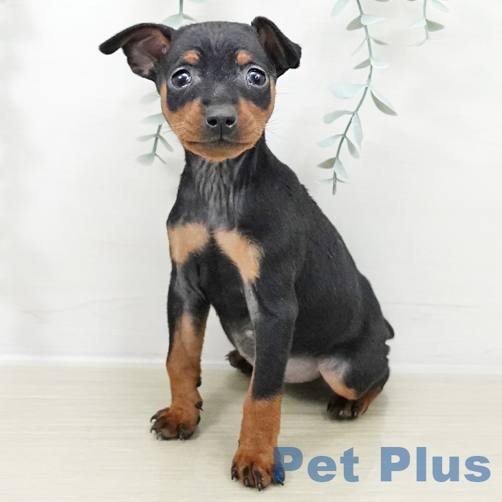 ミニチュア・ピンシャー