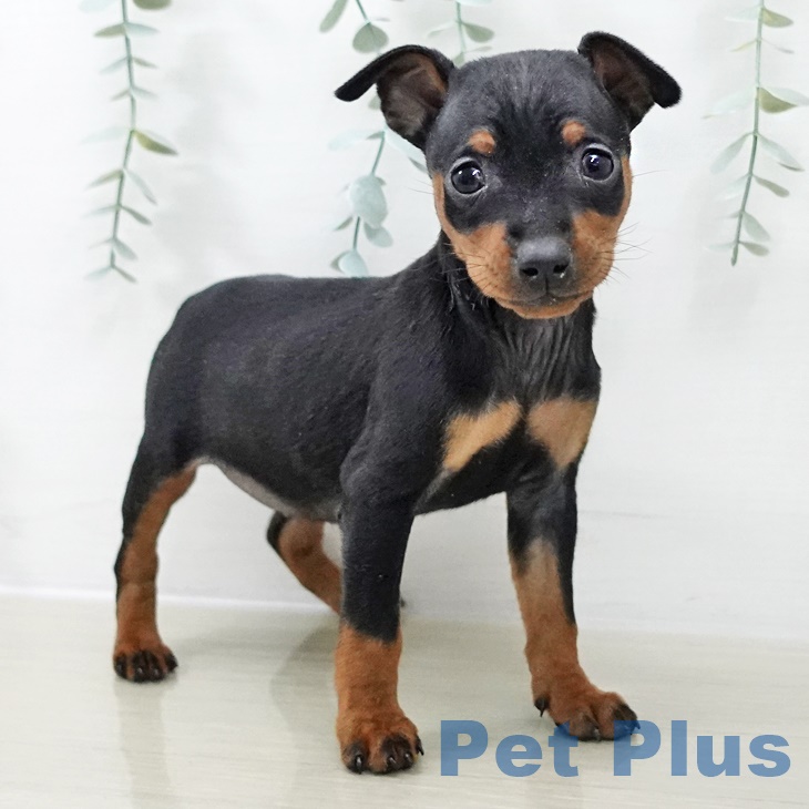 ミニチュア・ピンシャー