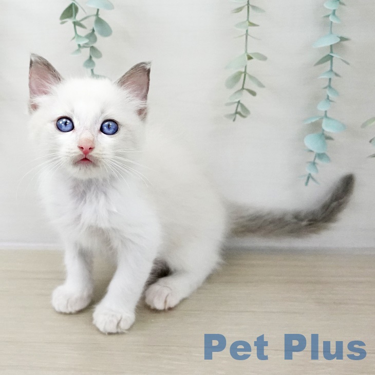 埼玉県のラグドール (ペットプラス ピオニウォーク東松山店/2025年9月22日生まれ/男の子/ブルーポイントバイカラー)の子猫の1枚目の画像