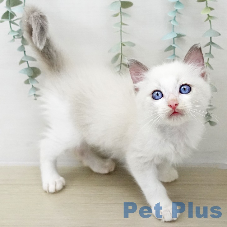 埼玉県のラグドール (ペットプラス ピオニウォーク東松山店/2025年9月22日生まれ/男の子/ブルーポイントバイカラー)の子猫の2枚目の画像