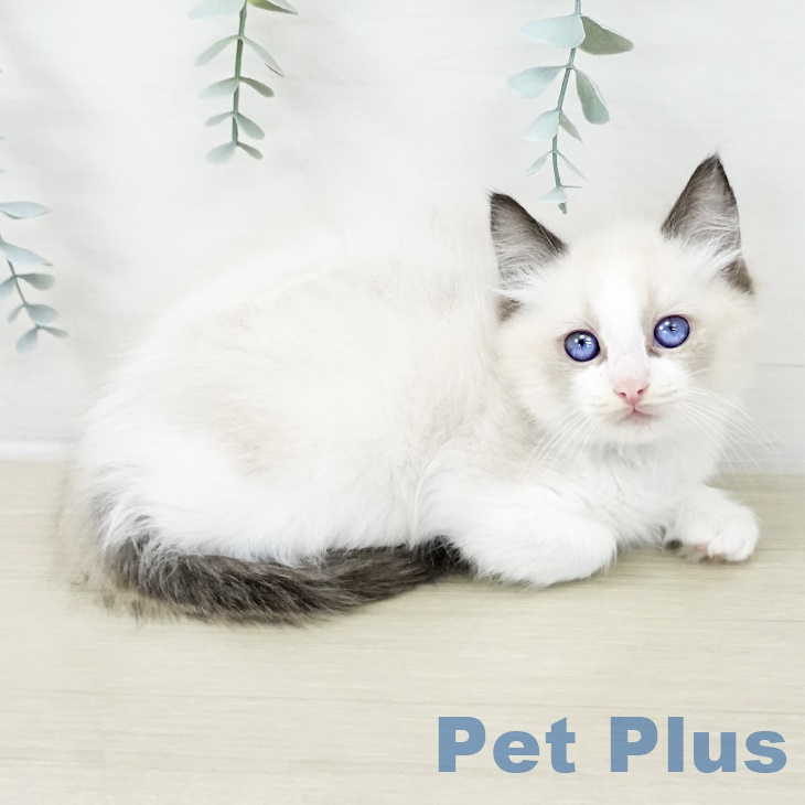 埼玉県のラグドール (ペットプラス 八潮店/2025年9月27日生まれ/男の子/シールポイントバイカラー)の子猫の1枚目の画像