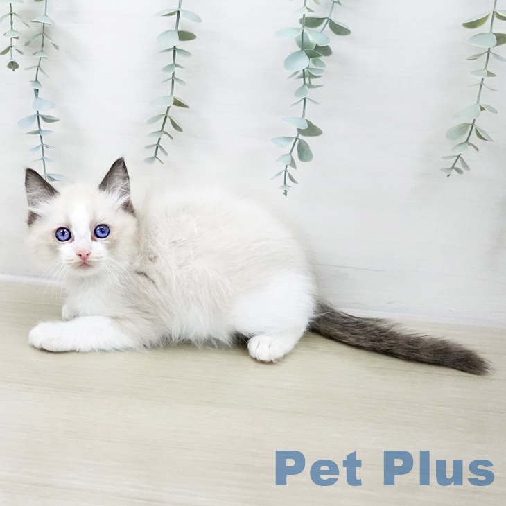 埼玉県のラグドール (ペットプラス 八潮店/2025年9月27日生まれ/男の子/シールポイントバイカラー)の子猫の2枚目の画像