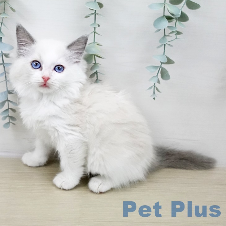 ラグドールの写真2