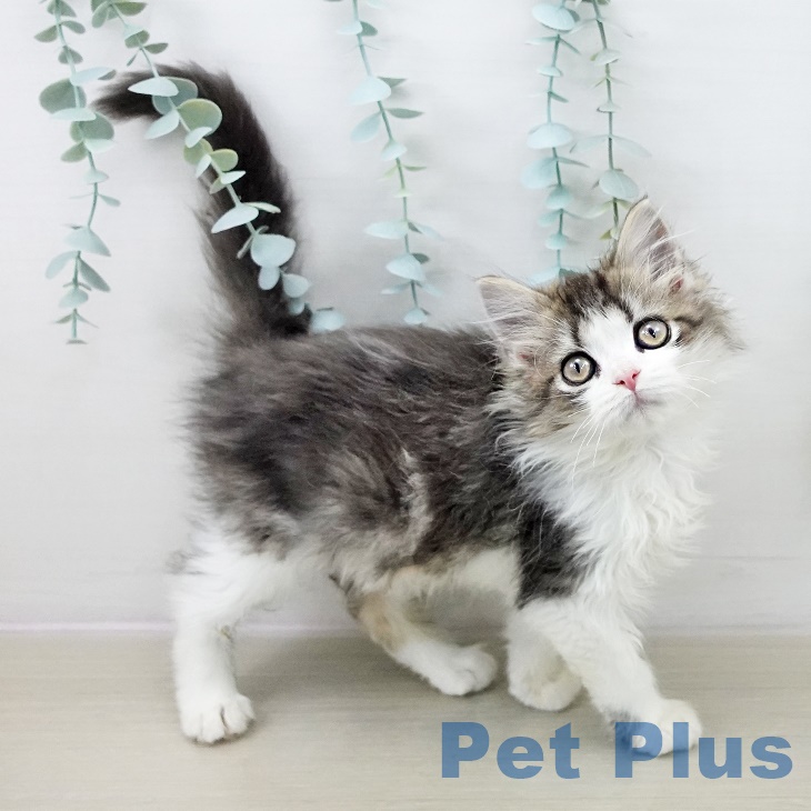 福島県のミヌエット (ペットプラス イオンタウン郡山店/2025年10月1日生まれ/男の子/ブラウンタビー)の子猫の1枚目の画像