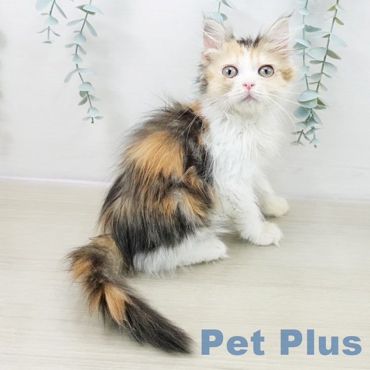 埼玉県のミヌエット (ペットプラス 八潮店/2025年10月1日生まれ/女の子/ブラウンパッチドタビーホワイト)の子猫の2枚目の画像