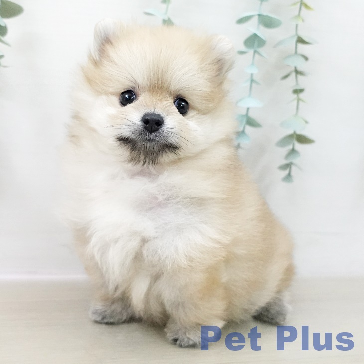 長野県のポメラニアン (ペットプラス 松本店/2025年9月27日生まれ/女の子/クリーム)の子犬の1枚目の画像