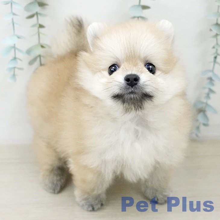 長野県のポメラニアン (ペットプラス 松本店/2025年9月27日生まれ/女の子/クリーム)の子犬の2枚目の画像