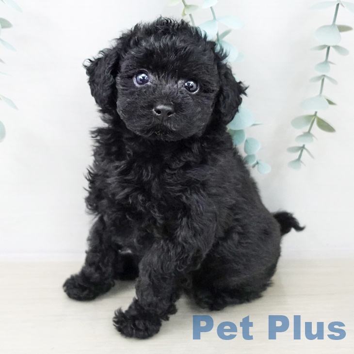 埼玉県のトイプードル(トイ) (ペッツワン 吉川美南店/2025年10月3日生まれ/女の子/ブラック)の子犬の1枚目の画像
