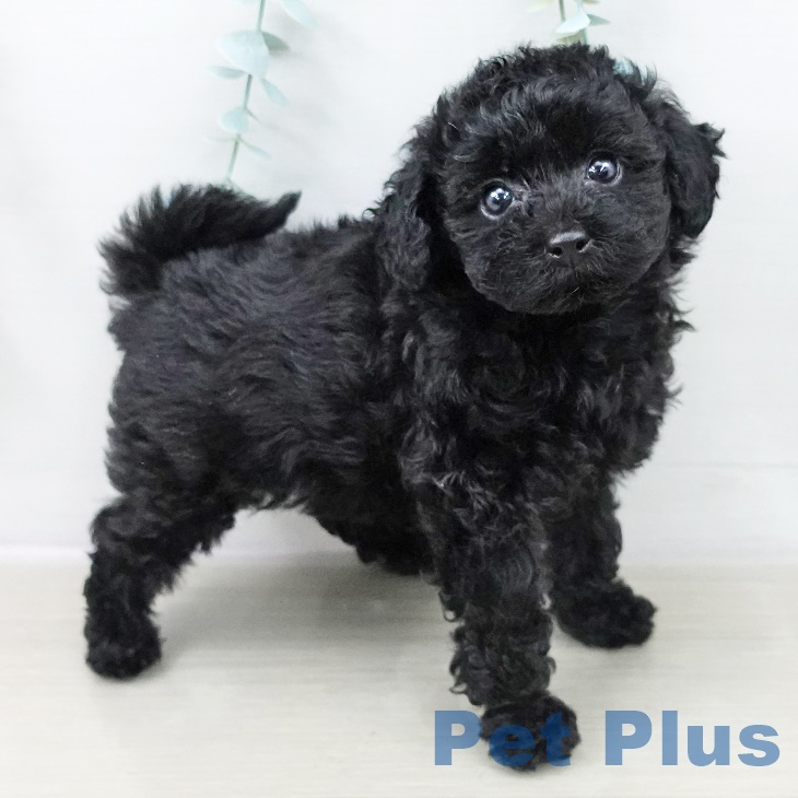 埼玉県のトイプードル(トイ) (ペッツワン 吉川美南店/2025年10月3日生まれ/女の子/ブラック)の子犬の2枚目の画像