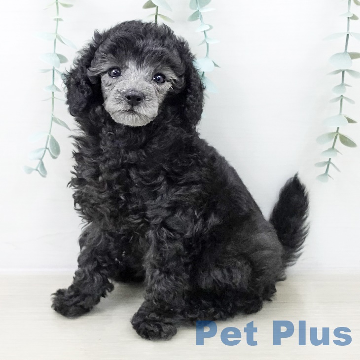 トイ・プードル