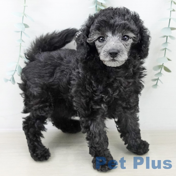 埼玉県のトイプードル(トイ) (ペッツワン 吉川美南店/2025年10月3日生まれ/女の子/グレー)の子犬の2枚目の画像