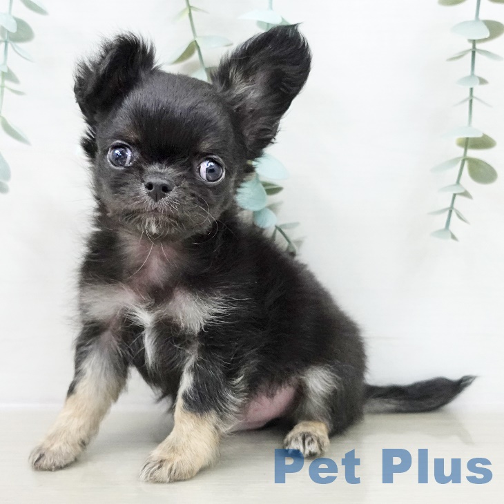 埼玉県のチワワ(ロング) (ペッツワン 吉川美南店/2025年10月3日生まれ/男の子/ブラックタン)の子犬の1枚目の画像