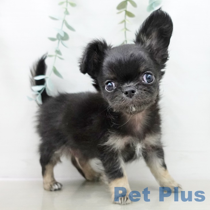 埼玉県のチワワ(ロング) (ペッツワン 吉川美南店/2025年10月3日生まれ/男の子/ブラックタン)の子犬の2枚目の画像