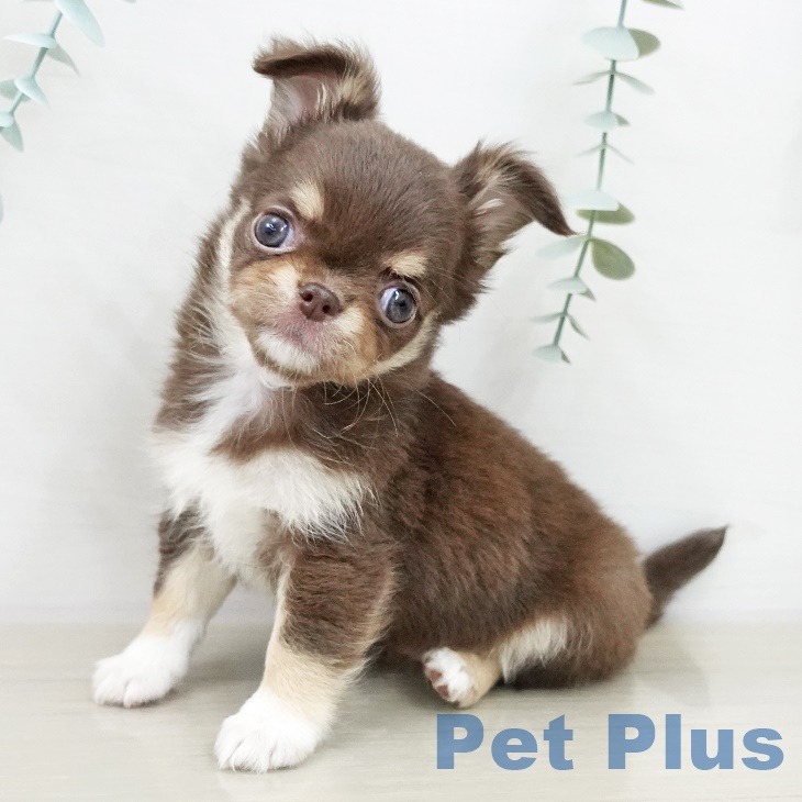 埼玉県のチワワ(ロング) (ペットプラス 与野店/2025年10月3日生まれ/女の子/チョコレートタンホワイト)の子犬の1枚目の画像