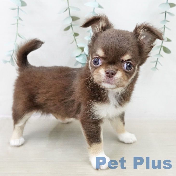 埼玉県のチワワ(ロング) (ペットプラス 与野店/2025年10月3日生まれ/女の子/チョコレートタンホワイト)の子犬の2枚目の画像