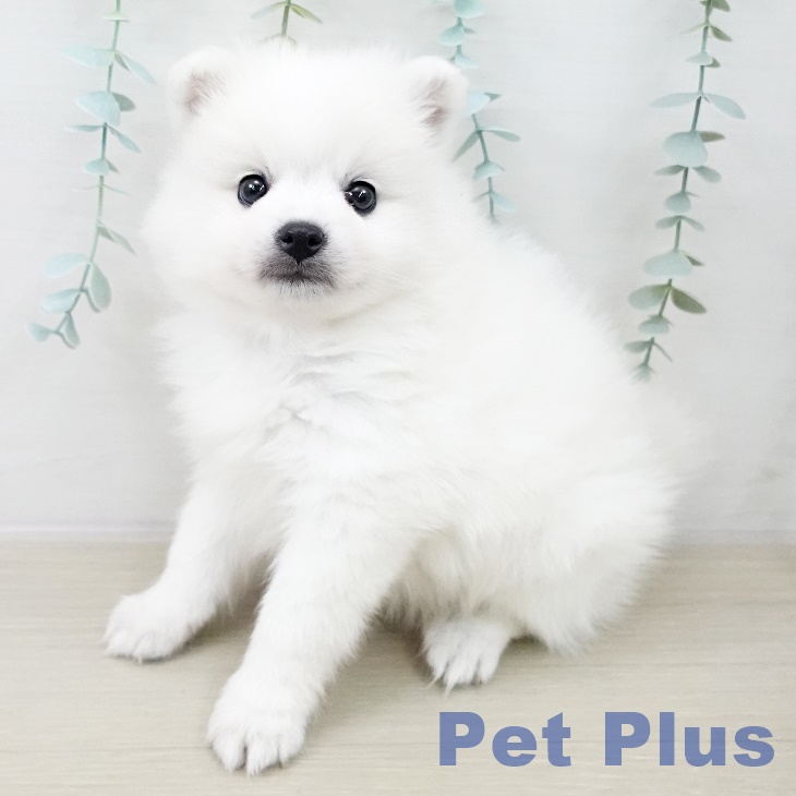 茨城県の日本スピッツ (ペットプラス つくば店/2025年9月30日生まれ/男の子/ホワイト)の子犬の1枚目の画像