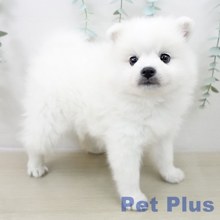 茨城県の日本スピッツ (ペットプラス つくば店/2025年9月30日生まれ/男の子/ホワイト)の子犬の2枚目の画像