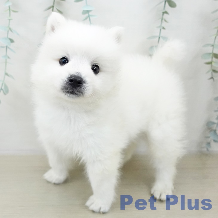 埼玉県の日本スピッツ (ペットプラス 与野店/2025年10月1日生まれ/男の子/ホワイト)の子犬の1枚目の画像
