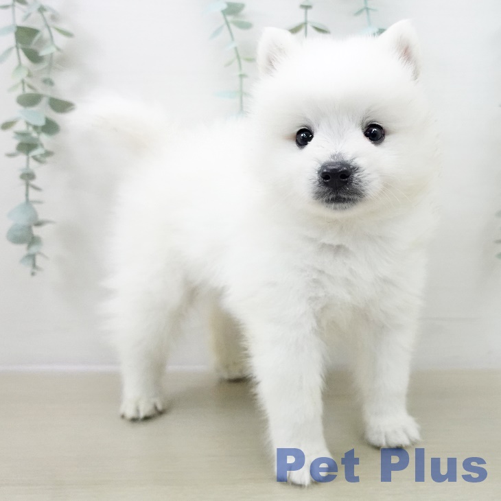 埼玉県の日本スピッツ (ペットプラス 与野店/2025年10月1日生まれ/男の子/ホワイト)の子犬の2枚目の画像