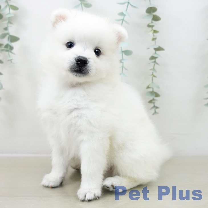 群馬県の日本スピッツ (ペットプラス イオンモール太田店/2025年10月1日生まれ/男の子/ホワイト)の子犬の1枚目の画像