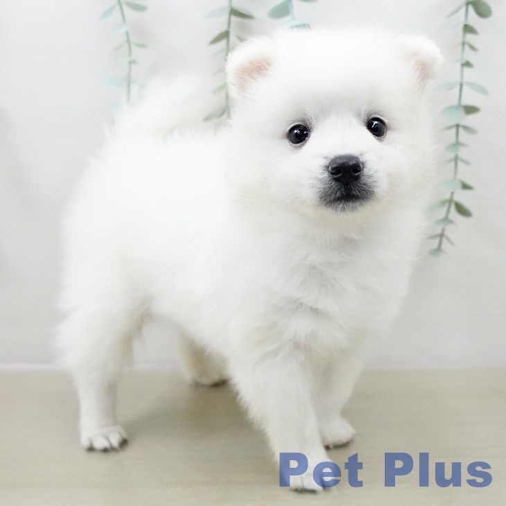 群馬県の日本スピッツ (ペットプラス イオンモール太田店/2025年10月1日生まれ/男の子/ホワイト)の子犬の2枚目の画像