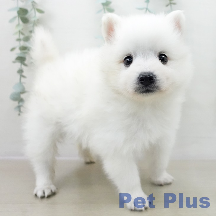 千葉県の日本スピッツ (ペットプラス 幕張新都心店/2025年10月1日生まれ/男の子/ホワイト)の子犬の1枚目の画像
