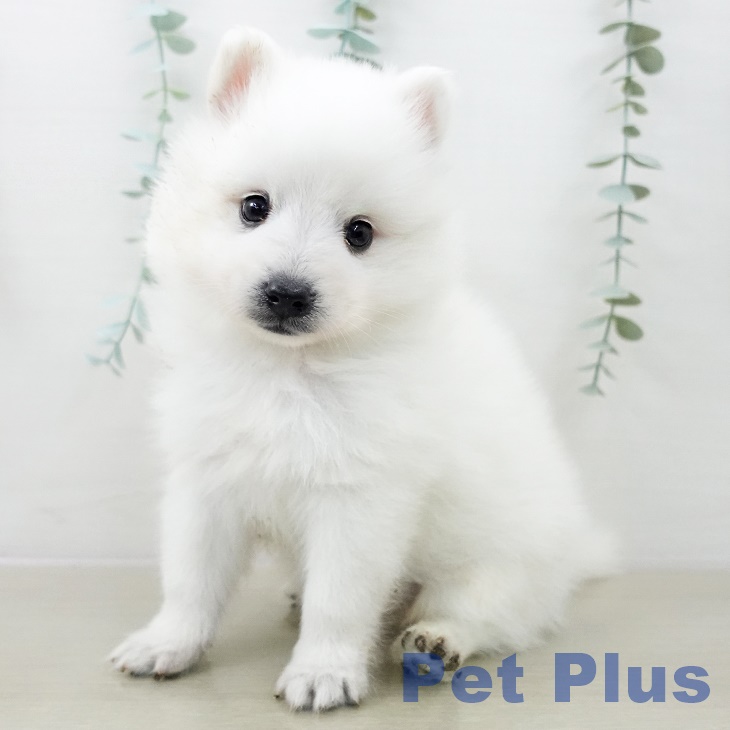 千葉県の日本スピッツ (ペットプラス 幕張新都心店/2025年10月1日生まれ/男の子/ホワイト)の子犬の2枚目の画像