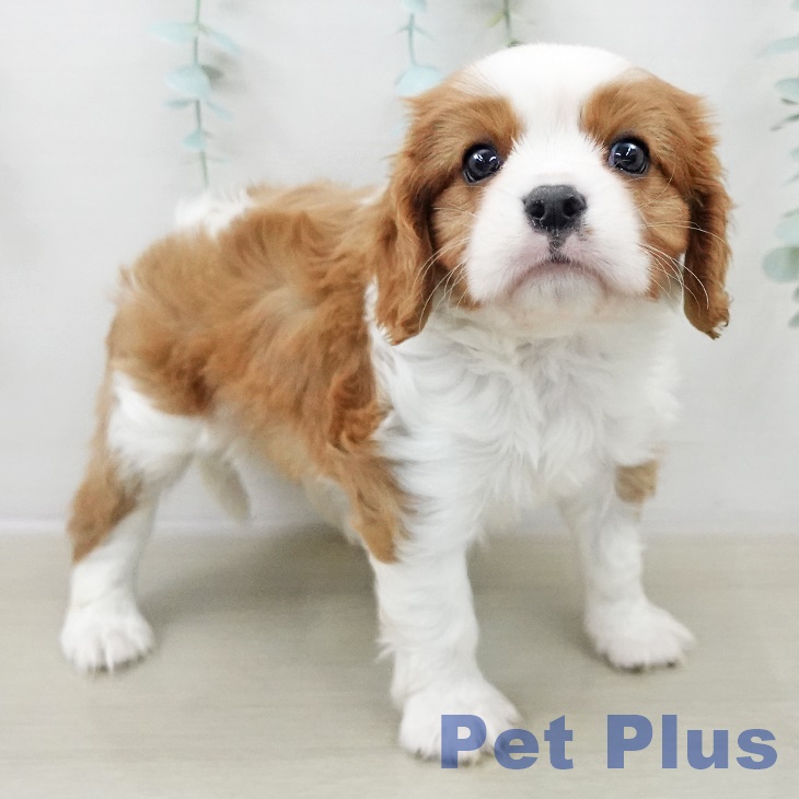 埼玉県のキャバリアキングチャールズスパニエル (ペッツワン 吉川美南店/2025年9月30日生まれ/男の子/ブレンハイム)の子犬の1枚目の画像