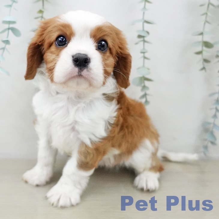 埼玉県のキャバリアキングチャールズスパニエル (ペッツワン 吉川美南店/2025年9月30日生まれ/男の子/ブレンハイム)の子犬の2枚目の画像