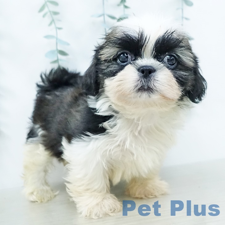 シー・ズーの写真2