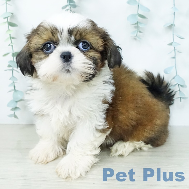 岩手県のシーズー (ペットプラス 盛岡南店/2025年10月4日生まれ/男の子/ホワイトゴールド)の子犬の1枚目の画像