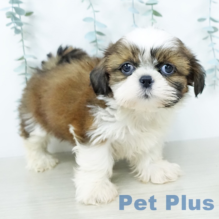 岩手県のシーズー (ペットプラス 盛岡南店/2025年10月4日生まれ/男の子/ホワイトゴールド)の子犬の2枚目の画像