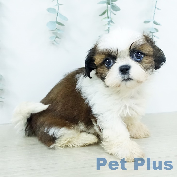 岩手県のシーズー (ペットプラス 盛岡南店/2025年10月4日生まれ/女の子/ホワイトゴールド)の子犬