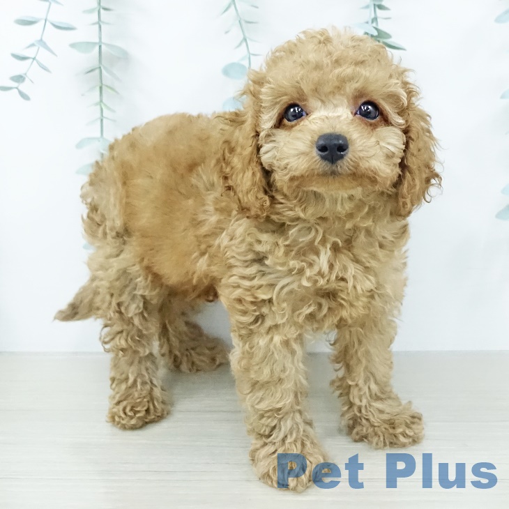 トイ・プードル