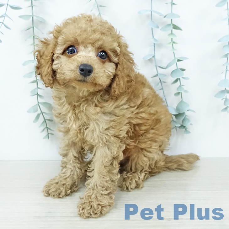 トイ・プードルの写真2